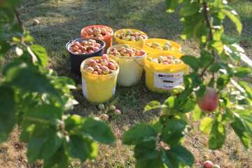 Äpfel auf unserer Plantage